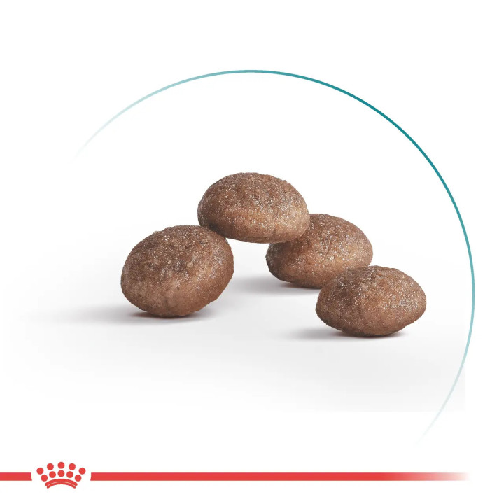 Royal Canin Ageing 11+ (2 кг) | Корм для зрілих домашніх котів від 11 років