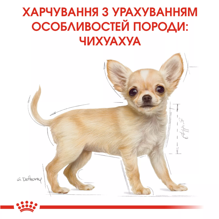 Замовити Chihuahua Puppy 0.5 кг Royal Canin | Знижка до 23% | Відправка з Києва по Україні