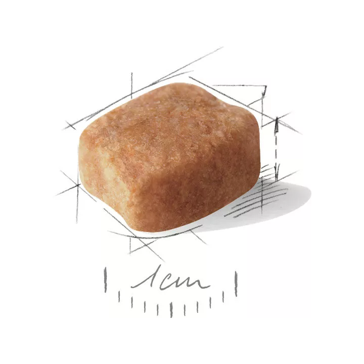 Замовити Dachshund Adult 1.5 кг Royal Canin | Знижка до 23% | Відправка з Києва по Україні