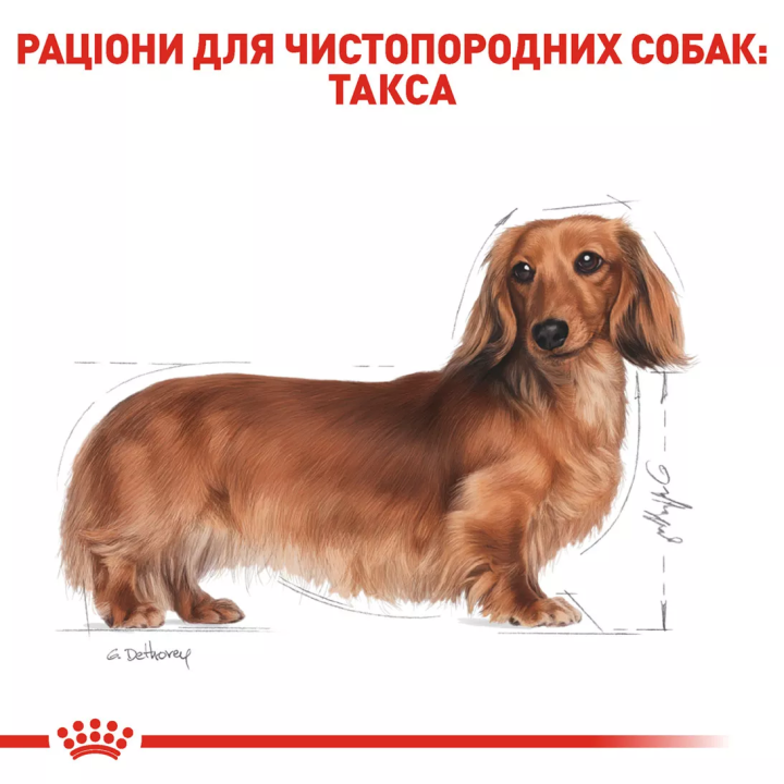 Замовити Dachshund Adult 1.5 кг Royal Canin | Знижка до 23% | Відправка з Києва по Україні