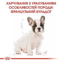 French Bulldog Puppy 1 кг | Royal Canin | Сухий Корм Для Собак