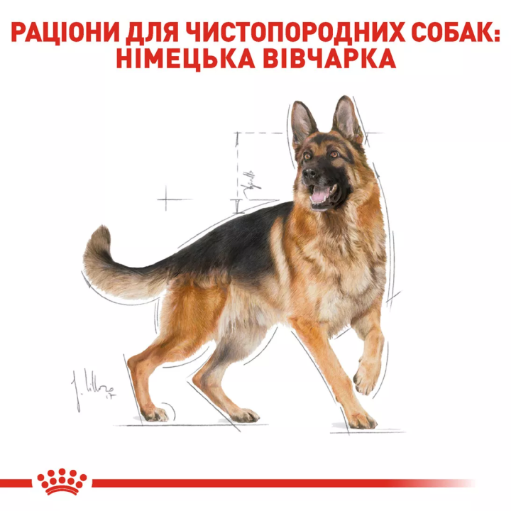 Замовити German Shepherd Adult 11 кг Royal Canin | Знижка до 23% | Відправка з Києва по Україні