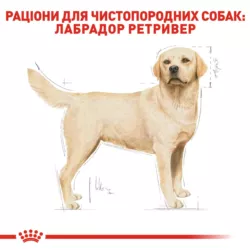 Повнораціонний сухий корм для дорослих собак породи лабрадор-ретривер віком від 15 місяців