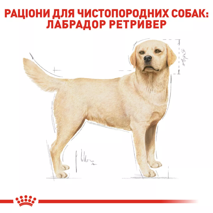 Замовити Labrador Retriever Adult 12 кг Royal Canin | Знижка до 23% | Відправка з Києва по Україні