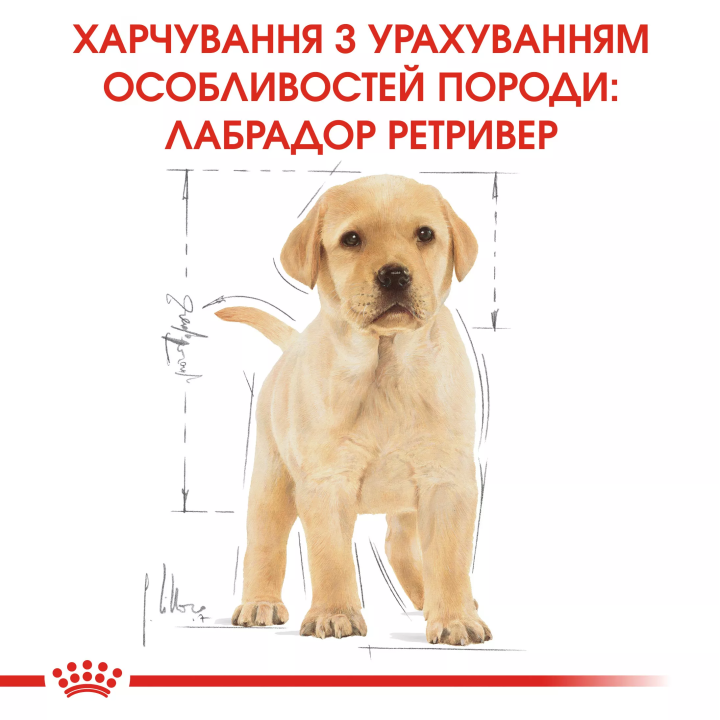 Замовити Labrador Retriever Puppy 12 кг Royal Canin | Знижка до 23% | Відправка з Києва по Україні