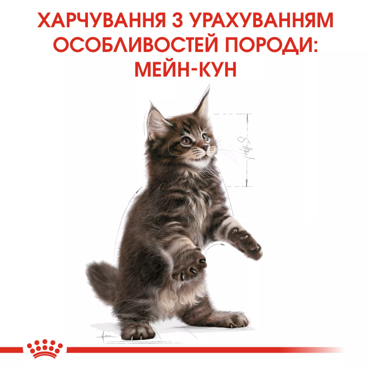 Замовити Mainecoon Kitten 0.4 кг Royal Canin | Знижка до 23% | Відправка з Києва по Україні