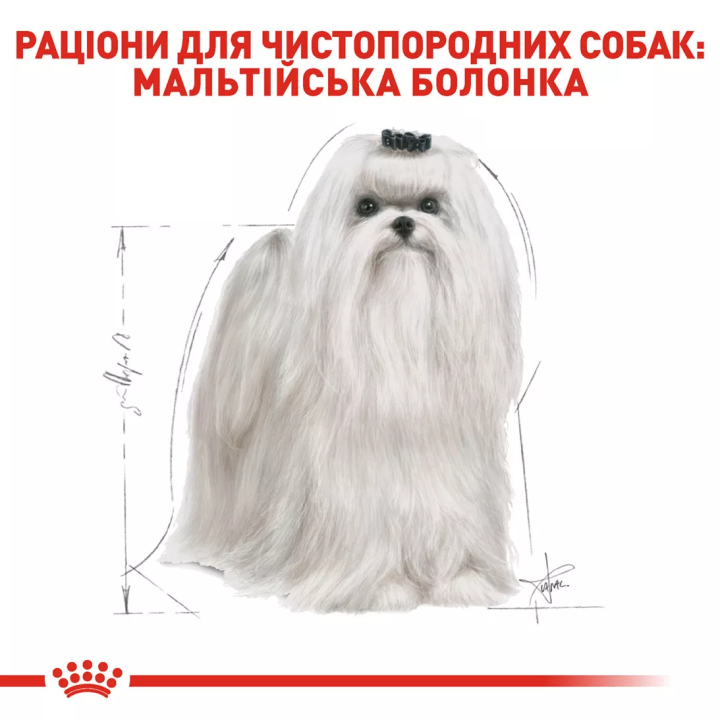 Замовити Maltese Adult 0.5 кг Royal Canin | Знижка до 23% | Відправка з Києва по Україні