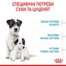 Mini Starter 1 кг | Royal Canin | Сухий Корм Для Собак