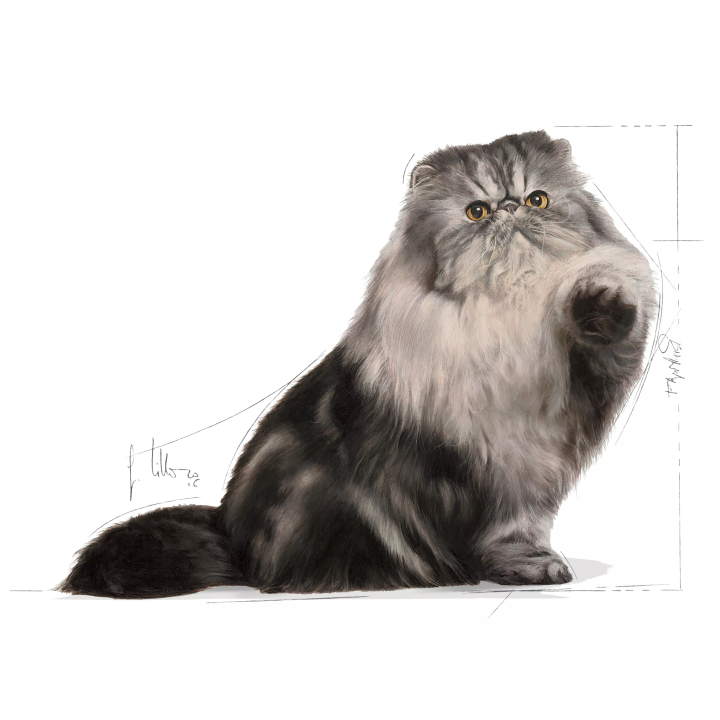 Замовити Persian Adult 4 кг Royal Canin | Знижка до 23% | Відправка з Києва по Україні