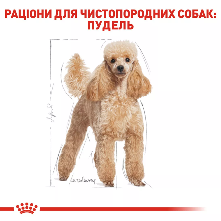 Замовити Poodle Adult 1.5 кг Royal Canin | Знижка до 23% | Відправка з Києва по Україні