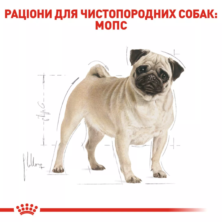 Замовити Pug Adult 3 кг Royal Canin | Знижка до 23% | Відправка з Києва по Україні