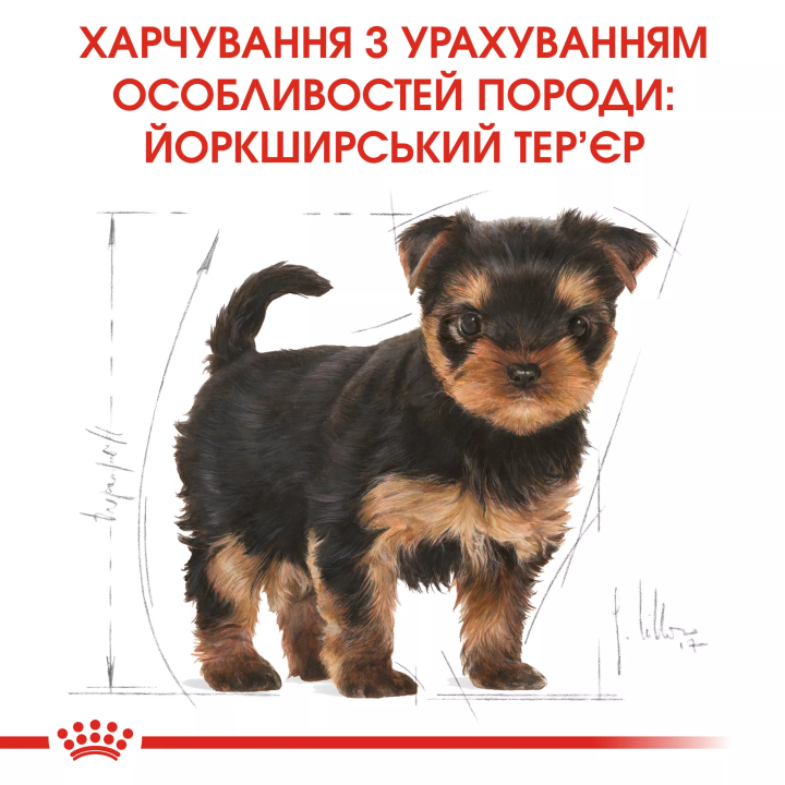 Замовити Yorkshire Puppy 0.5 кг Royal Canin | Знижка до 23% | Відправка з Києва по Україні