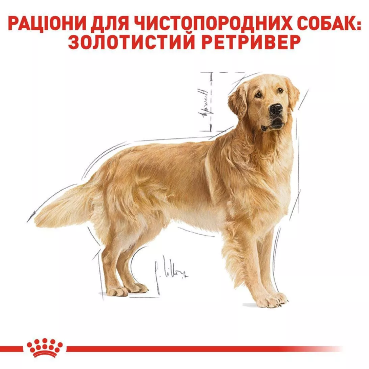 Замовити Golden Retriever Adult 12 кг Royal Canin | Знижка до 23% | Відправка з Києва по Україні