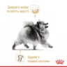 Замовити Pomeranian Adult Loaf 0.085 кг Royal Canin | Знижка до 23% | Відправка з Києва по Україні