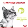 Замовити Sensory Smell Chunks In Jelly 0.085 кг Royal Canin | Знижка до 23% | Відправка з Києва по Україні