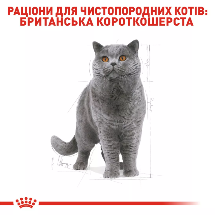 Замовити British Shorthair Adult 0.4 кг Royal Canin | Знижка до 23% | Відправка з Києва по Україні