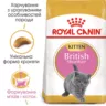 Замовити British Shorthair Kitten 0.4 кг Royal Canin | Знижка до 23% | Відправка з Києва по Україні