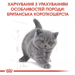 Замовити British Shorthair Kitten 0.4 кг Royal Canin | Знижка до 23% | Відправка з Києва по Україні