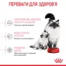 Замовити Mother & Babycat 8+2 (10 кг) Royal Canin | Знижка до 23% | Відправка з Києва по Україні