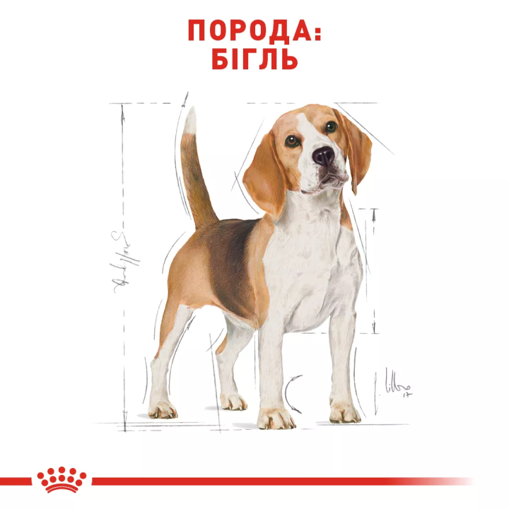 Замовити Beagle Adult 3 кг Royal Canin | Знижка до 23% | Відправка з Києва по Україні
