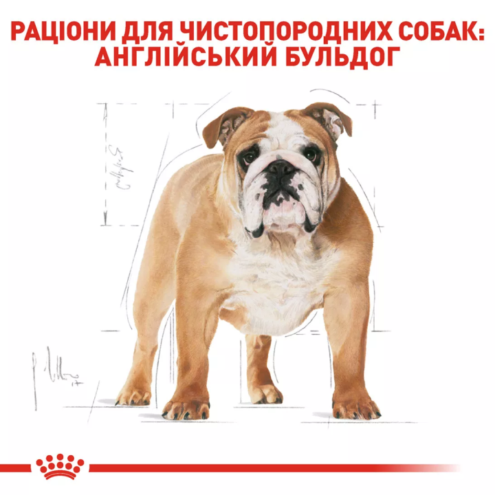 Замовити Bulldog Adult 3 кг Royal Canin | Знижка до 23% | Відправка з Києва по Україні