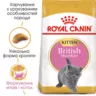 Royal Canin British Shorthair Kitten Сухий корм для кошенят Британська короткошерста 10 кг