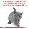 Royal Canin British Shorthair Kitten Сухий корм для кошенят Британська короткошерста 10 кг