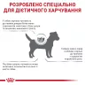 Замовити Anallergenic Small Dog 3 кг Royal Canin | Знижка до 23% | Відправка з Києва по Україні