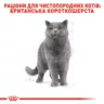 Замовити British Shorthair Adult 4 кг Royal Canin | Знижка до 23% | Відправка з Києва по Україні